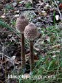 Macrolepiota procera-amf715
